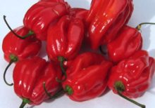 FRESH PEPPER 100g
